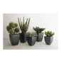 Preview: Diverse sukkulente Topfpflanzen