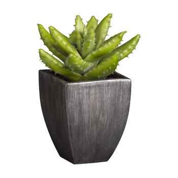 Diverse sukkulente Topfpflanzen