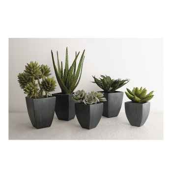 Diverse sukkulente Topfpflanzen