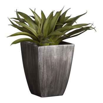 Diverse sukkulente Topfpflanzen