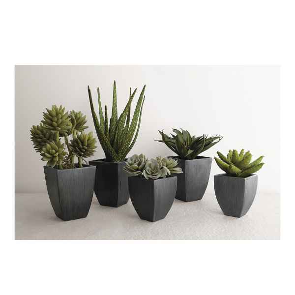 Diverse sukkulente Topfpflanzen