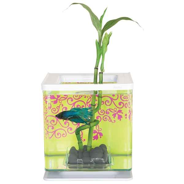 Calssic mini Aquarium