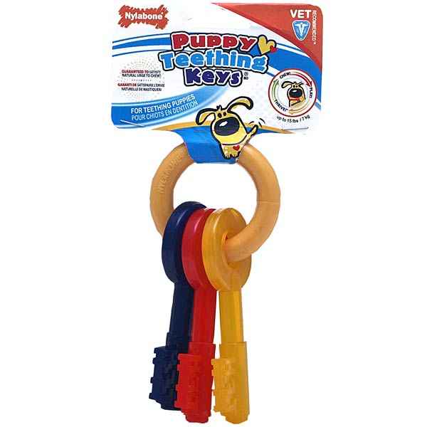 Hunde Zahn Schlüssel