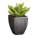 Preview: Diverse sukkulente Topfpflanzen