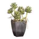 Diverse sukkulente Topfpflanzen