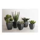 Preview: Diverse sukkulente Topfpflanzen